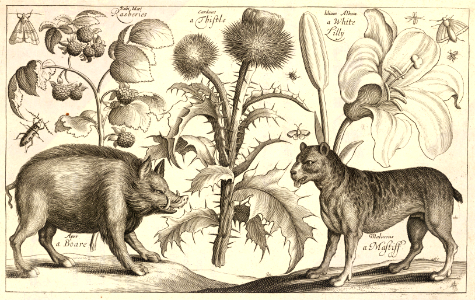 Boar and a mastiff. Etching by Wenceslaus Hollar (1607-1677). Free illustration for personal and commercial use.
