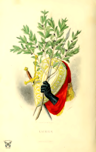 Laurier, laurel (1847)