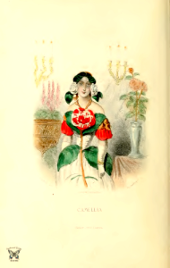 Camelia (1847). Free illustration for personal and commercial use.
