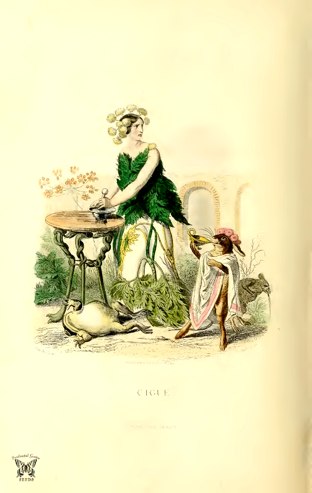 Ciguë, hemlock (1867)