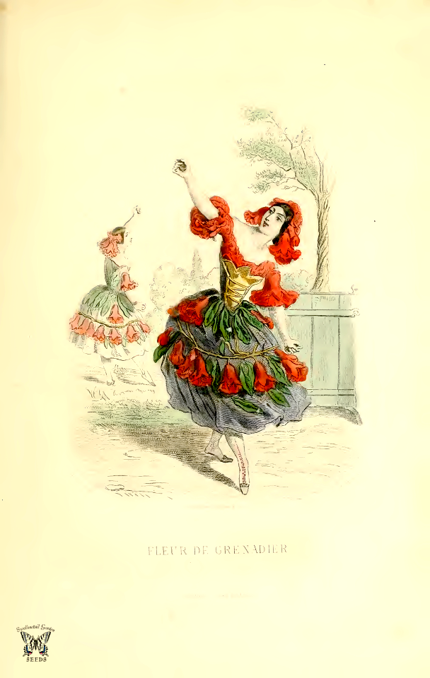 Fleur de grenadier, flower of pomegranate tree (1867). Free illustration for personal and commercial use.