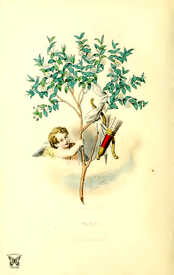 Myrte, myrtle (1867)