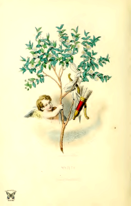 Myrte, myrtle (1867). Free illustration for personal and commercial use.