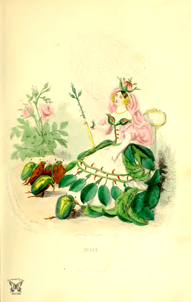 Rose (1867)