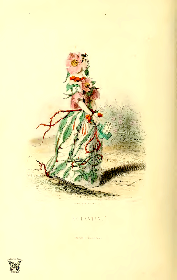 Églantine, dog-rose (1867)