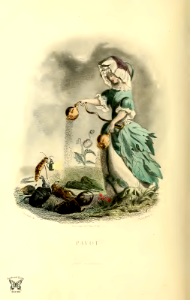 Pavot, poppy (1867). Free illustration for personal and commercial use.