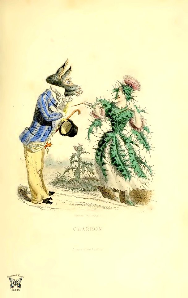 Chardon, thistle (1867). Free illustration for personal and commercial use.