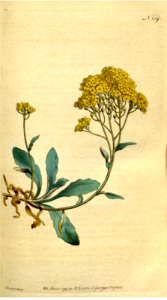 ALYSSUM SAXATILE. YELLOW ALYSSUM. Free illustration for personal and commercial use.