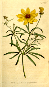 COREOPSIS VERTICILLATA. WHORLED COREOPSIS. Free illustration for personal and commercial use.