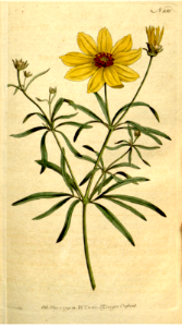 COREOPSIS VERTICILLATA. WHORLED COREOPSIS