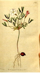 Pages from The Botanical magazine v.5 (1792) st john's wort