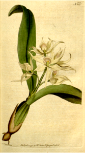 EPIDENDRUM COCHLEATUM. TWO-LEAV'D EPIDENDRUM. Free illustration for personal and commercial use.