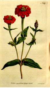 ZINNIA MULTIFLORA. MANY-FLOWERED ZINNIA. Free illustration for personal and commercial use.