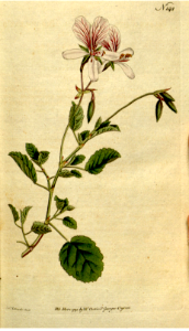 Pelargonium betulinum. HEART-LEAVED GERANIUM. Free illustration for personal and commercial use.