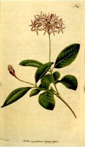 COTINUS-LEAV'D DAIS, Dais cotinifolia.
