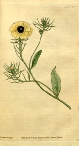 Tolpis barbata [as Crepis barbata]. Botanical Magazine, t. 1-36, vol. 1: t. 35 (1787) [J. Sowerby]. Free illustration for personal and commercial use.