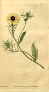 Tolpis barbata [as Crepis barbata]. Botanical Magazine, t. 1-36, vol. 1: t. 35 (1787) [J. Sowerby]