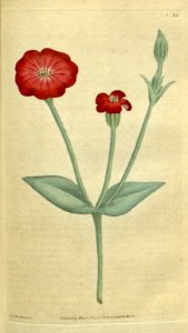 Silene coronaria [as Agrostemma coronaria]. Botanical Magazine, t. 1-36, vol. 1: t. 24 (1787) [J. Sowerby]. Free illustration for personal and commercial use.