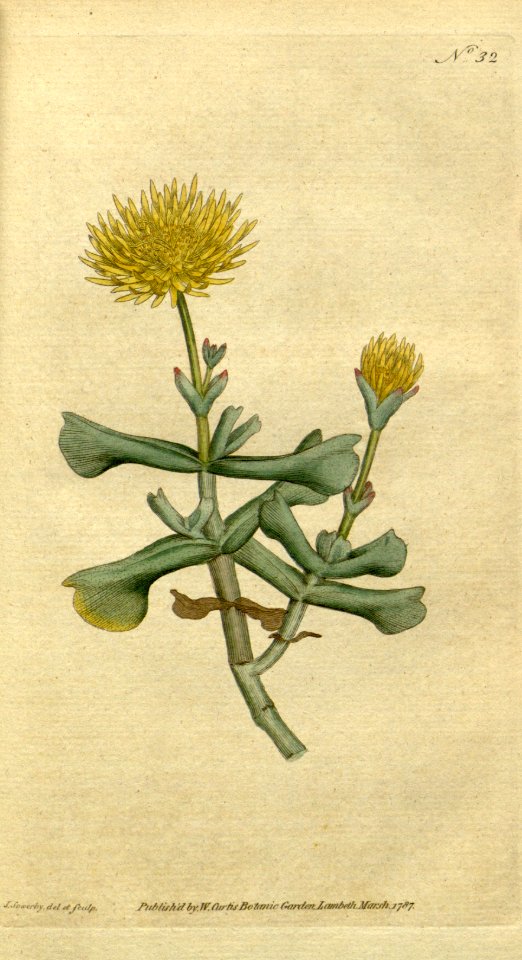 Rhombophyllum dolabriforme [as Mesembryanthemum dolabriforme]. Botanical Magazine, t. 1-36, vol. 1: t. 32 (1787) [J. Sowerby]