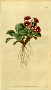 Primula villosa. Botanical Magazine, t. 1-36, vol. 1: t. 14 (1787). Free illustration for personal and commercial use.
