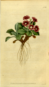 Primula villosa. Botanical Magazine, t. 1-36, vol. 1: t. 14 (1787)