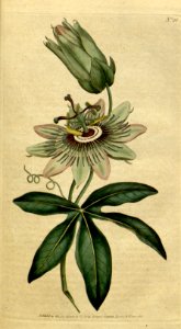 Passiflora caerulea, Blue Passion flower. Botanical Magazine, t. 1-36, vol. 1: t. 28 (1787). Free illustration for personal and commercial use.
