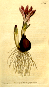 Colchicum bulbocodium [as Bulbocodium vernum] VERNAL BULBOCODIUM. Free illustration for personal and commercial use.