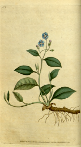 Omphalodes verna  [as Cynoglossum omphaloides]. Botanical Magazine, t. 1-36, vol. 1: t. 7 (1787)