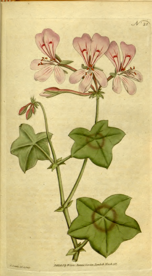 Pelargonium peltatum [as Geranium peltatum]. Botanical Magazine, t. 1-36, vol. 1: t. 20 (1787) [J. Sowerby]