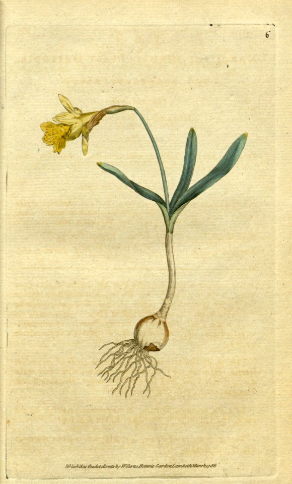 Narcissus pseudonarcissus  [as Narcissus minor]. Botanical Magazine, t. 1-36, vol. 1: t. 6 (1787)