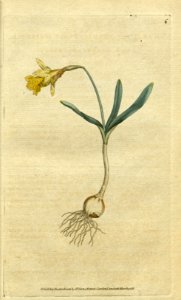 Narcissus pseudonarcissus  [as Narcissus minor]. Botanical Magazine, t. 1-36, vol. 1: t. 6 (1787)