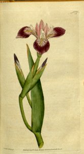 Iris versicolor. Botanical Magazine, t. 1-36, vol. 1: t. 21 (1787) [J. Sowerby]. Free illustration for personal and commercial use.