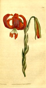 Lilium chalcedonicum. Botanical Magazine, t. 1-36, vol. 1: t. 30 (1787) [J. Sowerby]. Free illustration for personal and commercial use.