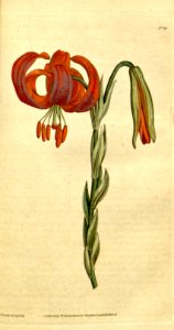 Lilium chalcedonicum. Botanical Magazine, t. 1-36, vol. 1: t. 30 (1787) [J. Sowerby]