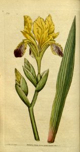 Iris variegata. Botanical Magazine, t. 1-36, vol. 1: t. 16 (1787) [J. Sowerby]. Free illustration for personal and commercial use.