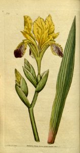 Iris variegata. Botanical Magazine, t. 1-36, vol. 1: t. 16 (1787) [J. Sowerby]