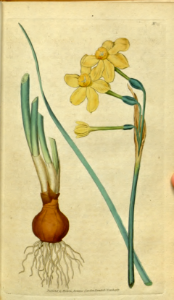 Narcissus jonquilla. Botanical Magazine, t. 1-36, vol. 1: t. 15 (1787). Free illustration for personal and commercial use.
