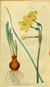 Narcissus jonquilla. Botanical Magazine, t. 1-36, vol. 1: t. 15 (1787)