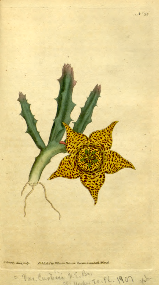 Orbea variegata [as Stapelia variegata. Botanical Magazine, t. 1-36, vol. 1: t. 26 (1787) [J. Sowerby]