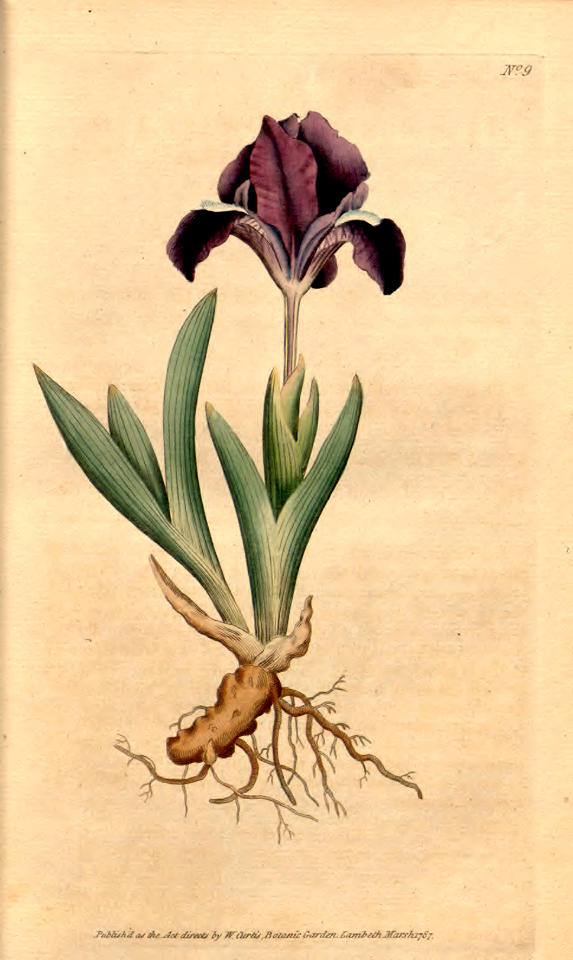 Pygmy iris (1787)