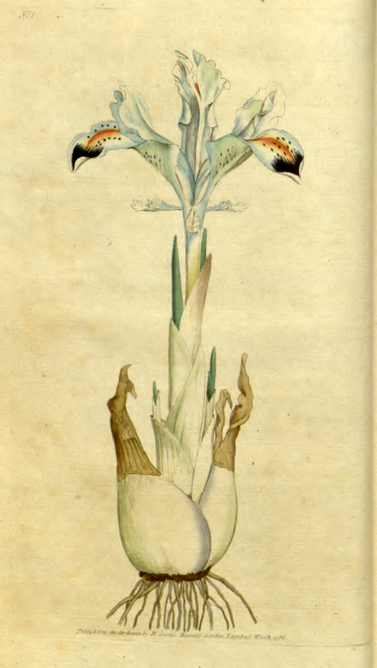 Persian iris (1787). Free illustration for personal and commercial use.