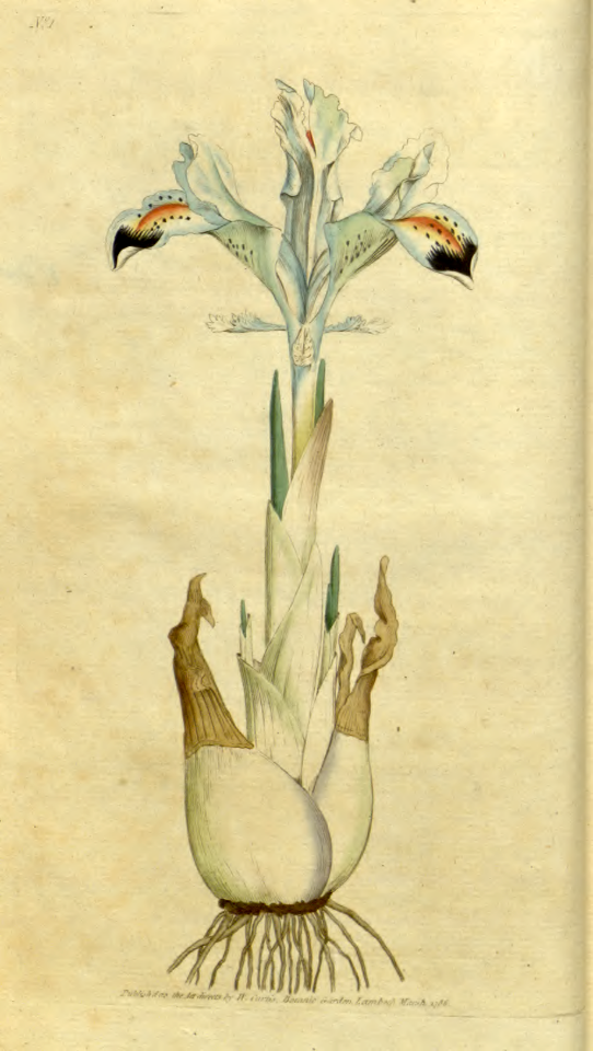 Persian iris (1787)