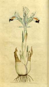 Persian iris (1787)