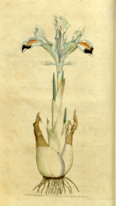 Persian iris (1787). Free illustration for personal and commercial use.