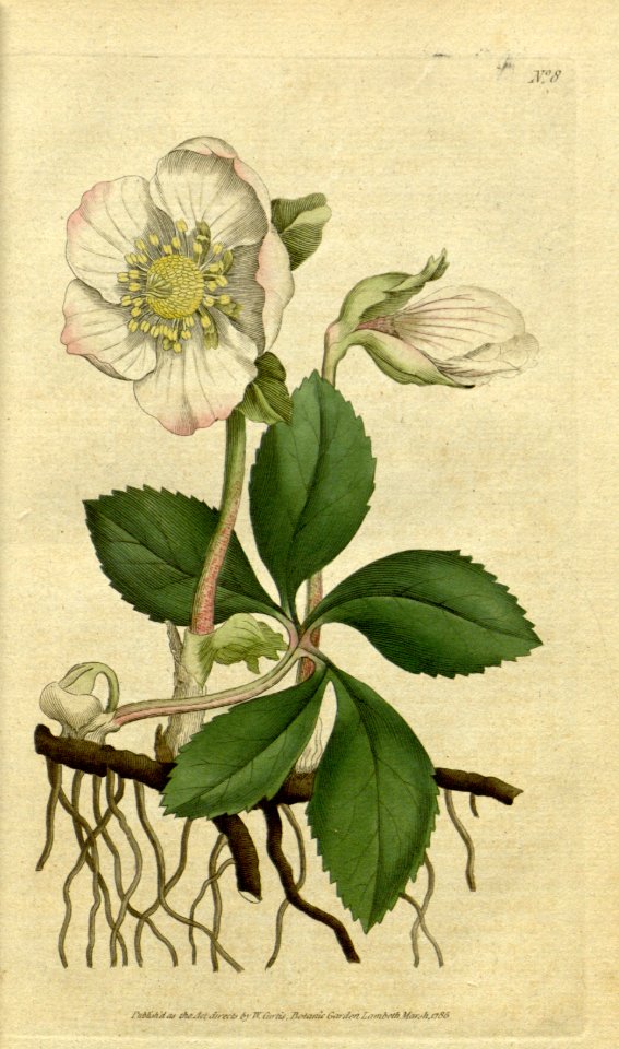 Helleborus niger Botanical Magazine, t. 1-36, vol. 1: t. 8 (1787)