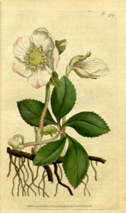 Helleborus niger Botanical Magazine, t. 1-36, vol. 1: t. 8 (1787)