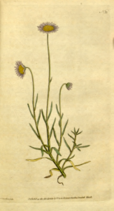 Felicia tenella [as Aster tenellus] Botanical Magazine, t. 1-36, vol. 1: t. 33 (1787) [J. Sowerby]
