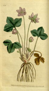 Liverwort, kidneywort, or pennywort (1787). Free illustration for personal and commercial use.