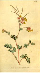 Glaucous fumitory, harlequin corydalis (1792). Free illustration for personal and commercial use.