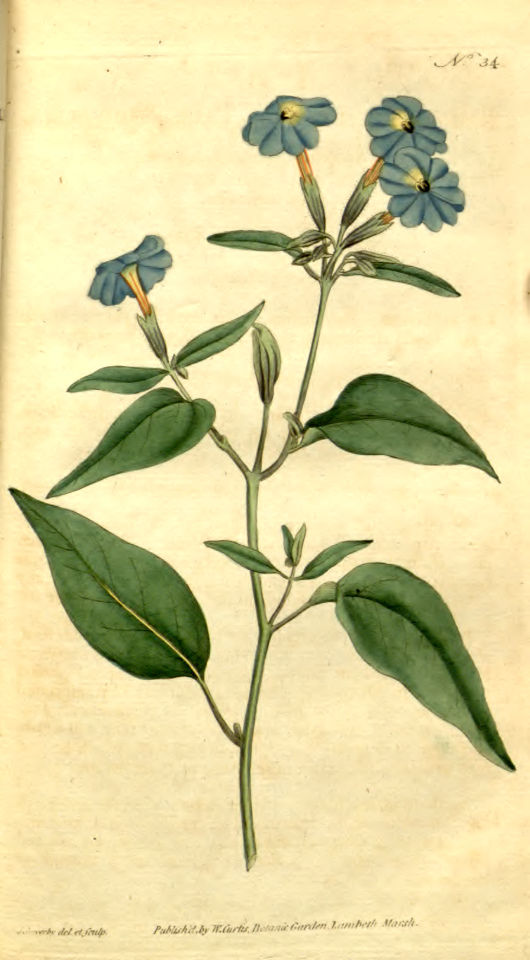 Amethyst Flower (1787)